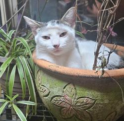 Lost Female Cat last seen Waltmoor & Bethel near wade park, Wilmington, NC 28409