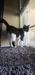 Reunited Male Cat last seen Monterey Ln, West Chester, PA 19380