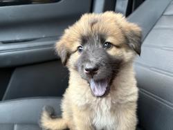 Lost Male Dog last seen Last seen on Whispering Pines colony, Montgomery County, TX 77302