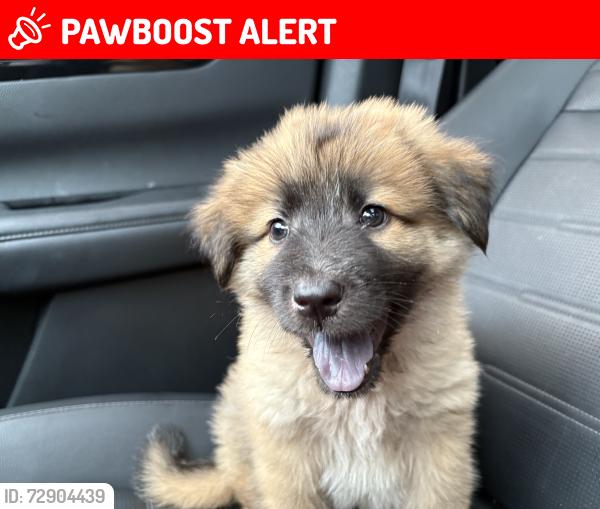 Lost Male Dog last seen Last seen on Whispering Pines colony, Montgomery County, TX 77302