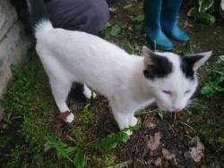 Found/Stray Male Cat last seen Arboretum, Middletown, OH 45042