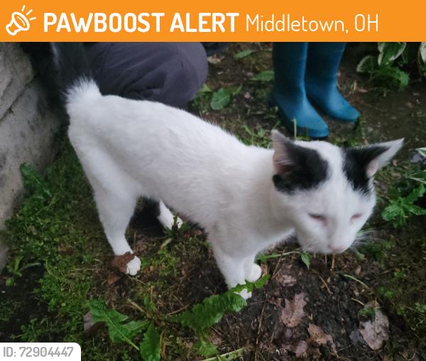 Found/Stray Male Cat last seen Arboretum, Middletown, OH 45042