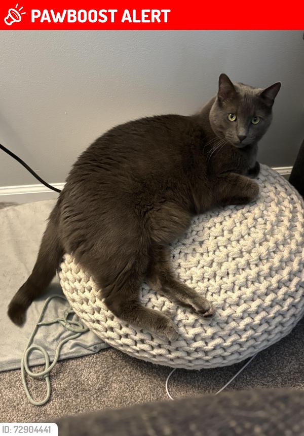 Lost Male Cat last seen Bredow and Syracuse, subdivision off of Telegraph behind Baldo’s, Brownstown Township, MI 48174