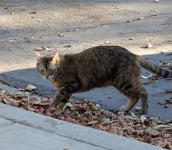 Found/Stray Female Cat last seen Sweetwater and 87th Ave, Peoria, AZ 85381