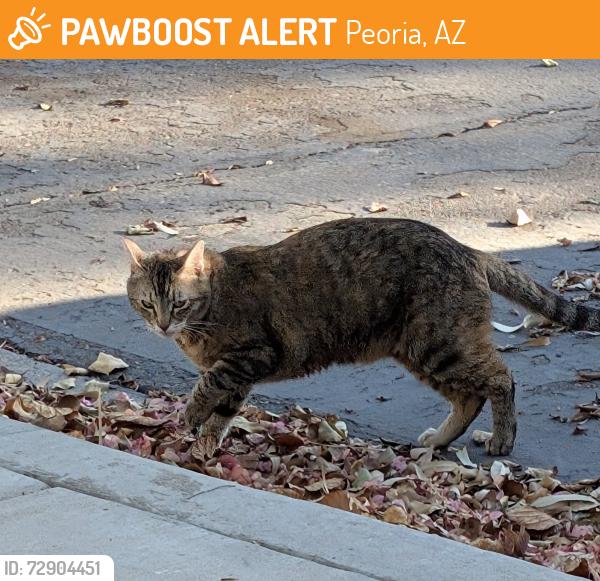 Found/Stray Female Cat last seen Sweetwater and 87th Ave, Peoria, AZ 85381