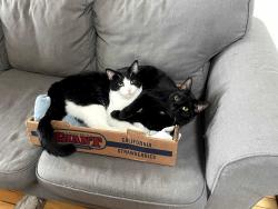 Reunited Male Cat last seen Prince Arthur and De Bullion, Montréal, QC H2X 2Z9