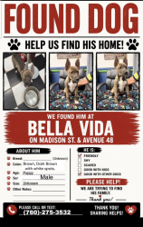 Found/Stray Male Dog last seen Madison & Avenue 48, Indio, CA 92201