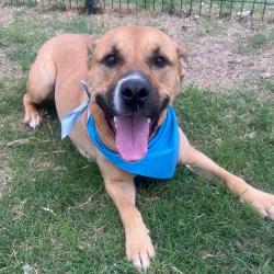 Shelter Stray Male Dog last seen Near BLOCK HISTORIC OLD US HWY 90, San Antonio, TX 78227