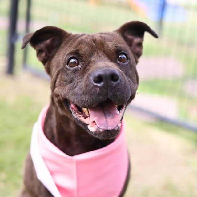 Shelter Stray Female Dog last seen STAHL, San Antonio, TX 78227