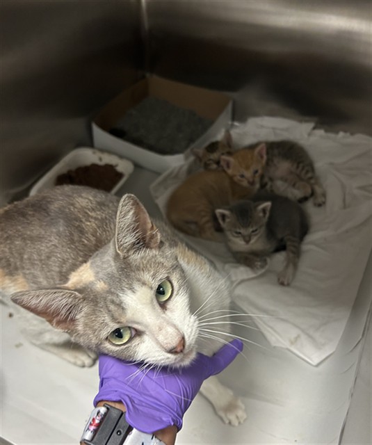 Shelter Stray Female Cat last seen Near BLOCK NW 188 TER, Doral, FL 33122