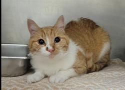 Shelter Stray Female Cat last seen WENTZVILLE, St. Peters, MO 63376