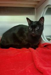 Shelter Stray Female Cat last seen OFALLON, St. Peters, MO 63376