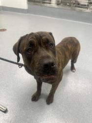 Shelter Stray Male Dog last seen Near , Indianapolis, IN 46221
