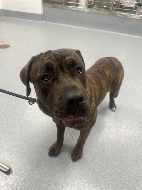 Shelter Stray Male Dog last seen Near , Indianapolis, IN 46221