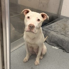 Shelter Stray Female Dog last seen Near , Indianapolis, IN 46221