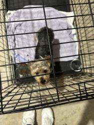 Reunited Male Dog last seen Keystone Grand Dr., Cypress, TX, Houston, TX 77433