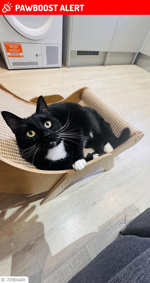 Lost Male Cat last seen Green Lane, Edgware, Greater London, England HA8 7PL