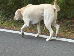 Reunited Unknown Dog last seen On Laurel Park Highway near Poplar Spring Trail, Laurel Park, NC 28739