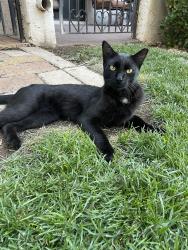 Lost Male Cat last seen Diagonal street, sunstone s, St. George, UT 84770