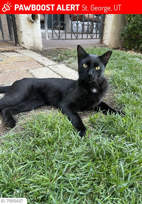 Lost Male Cat last seen Diagonal street, sunstone s, St. George, UT 84770