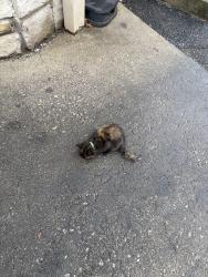 Found/Stray Unknown Cat last seen Behind 5 guys, Reynoldsburg, OH 43068