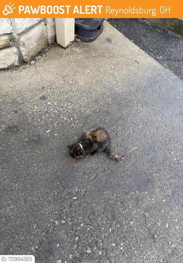 Found/Stray Unknown Cat last seen Behind 5 guys, Reynoldsburg, OH 43068