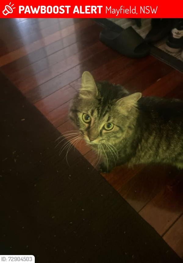Lost Male Cat last seen Mayfield , Mayfield, NSW 2304