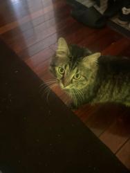 Lost Male Cat last seen Mayfield , Mayfield, NSW 2304