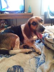 Lost Female Dog last seen Spring run ests, Coatesville, PA 19320
