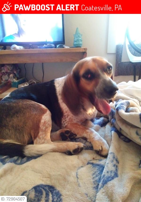 Lost Female Dog last seen Spring run ests, Coatesville, PA 19320