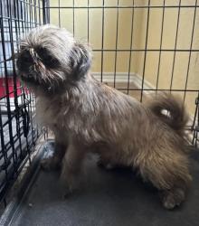 Found/Stray Male Dog last seen Cormorant & Golden Eye, San Antonio, TX 78245