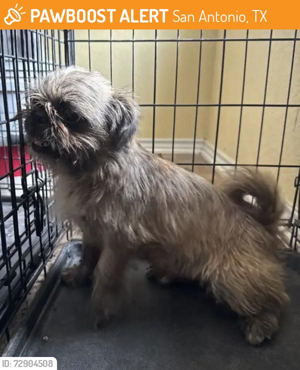Found/Stray Male Dog last seen Cormorant & Golden Eye, San Antonio, TX 78245