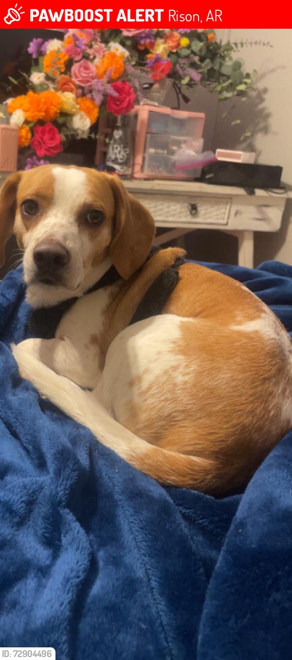 Lost Male Dog last seen Highway 35 S, Mt. Elba rd, Rison, AR 71665