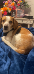 Lost Male Dog last seen Highway 35 S, Mt. Elba rd, Rison, AR 71665