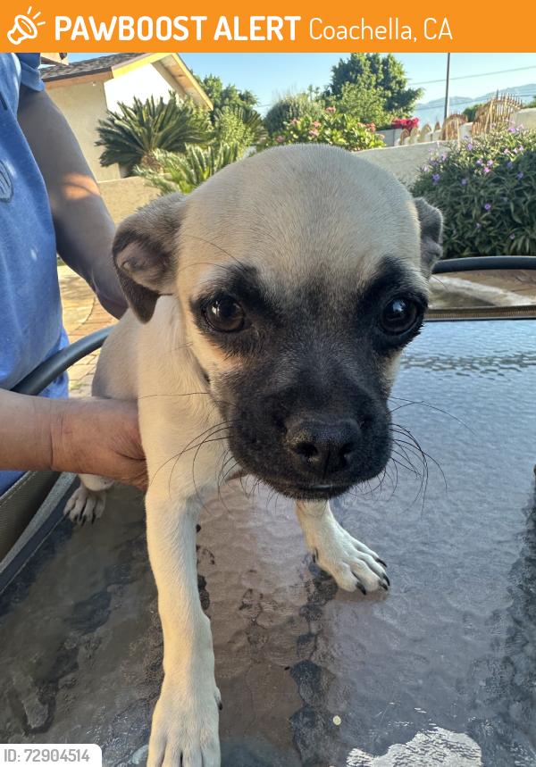 Found/Stray Male Dog last seen By taco bell, Coachella, CA 92236