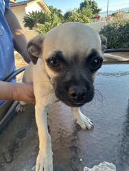 Found/Stray Male Dog last seen By taco bell, Coachella, CA 92236