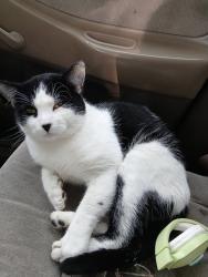 Lost Male Cat last seen Glenn and atwell, Toledo, OH 43613
