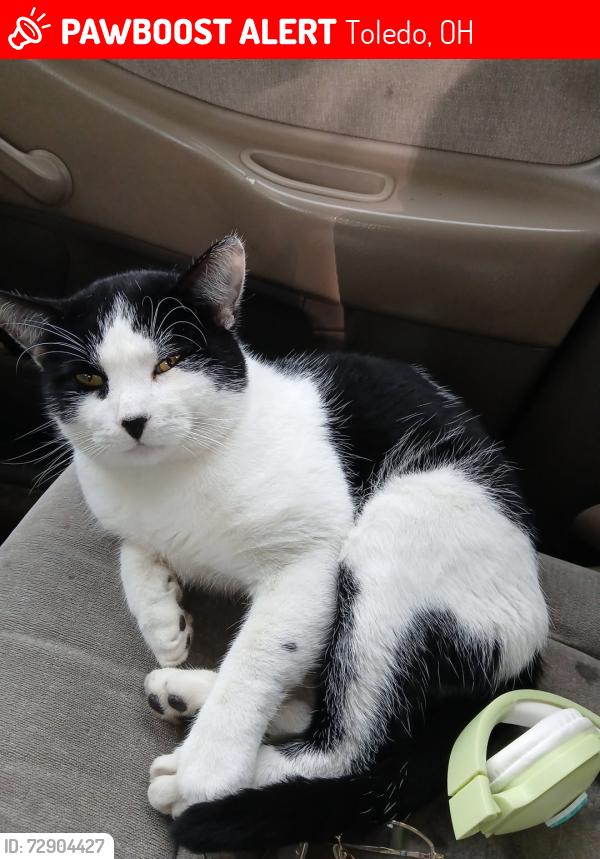 Lost Male Cat last seen Glenn and atwell, Toledo, OH 43613