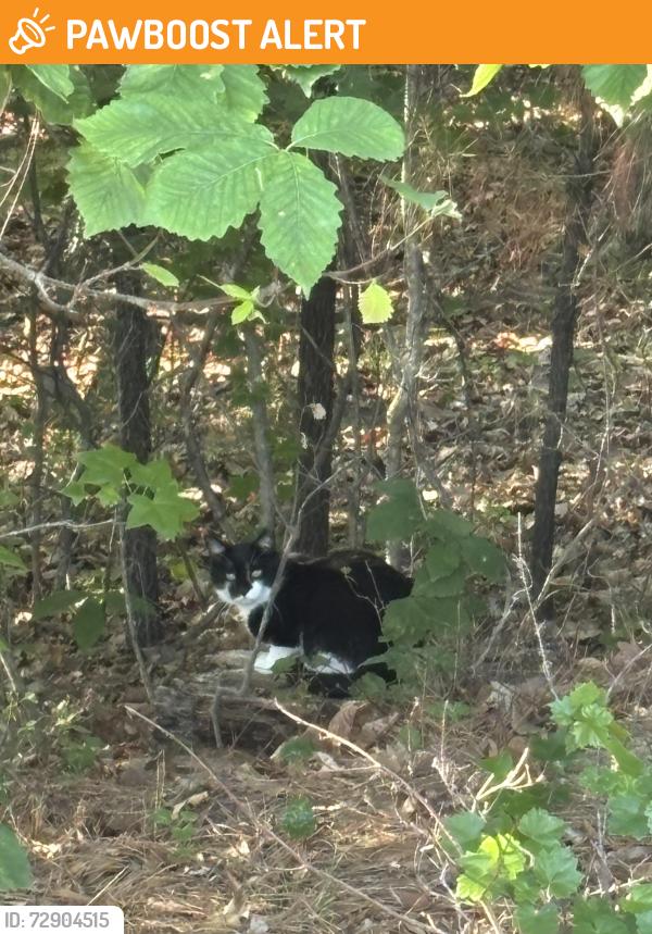 Found/Stray Unknown Cat last seen Across from Sherfield Rd and Tarrington Pool, Chesterfield County, VA 23113