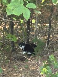 Found/Stray Unknown Cat last seen Across from Sherfield Rd and Tarrington Pool, Chesterfield County, VA 23113