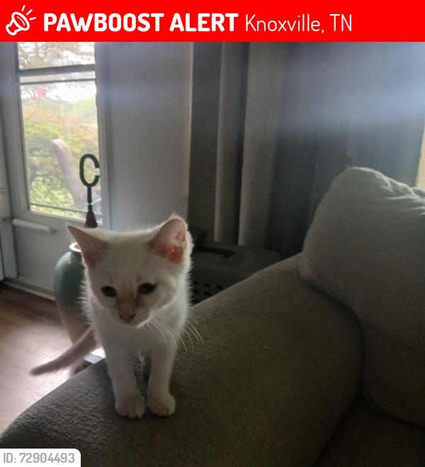 Lost Female Cat last seen merchants and tillery, Knoxville, TN 37912