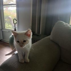 Lost Female Cat last seen merchants and tillery, Knoxville, TN 37912