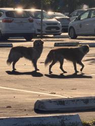 Found/Stray Unknown Dog last seen Commercial st, San Jose, CA 95131