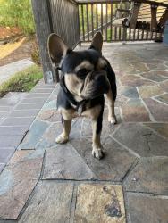Reunited Male Dog last seen Carlton Ave/ Lake Chabot Road, Castro Valley, CA 94578