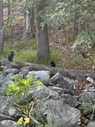 Reunited Unknown Cat last seen Across from Tarrington neighborhood pool, Chesterfield County, VA 23113