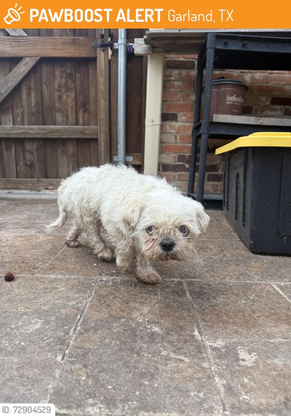 Found/Stray Female Dog last seen  Broadway Blvd. and W. Linda Dr., Garland, TX 75041