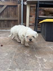 Found/Stray Female Dog last seen  Broadway Blvd. and W. Linda Dr., Garland, TX 75041