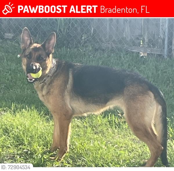 Lost Female Dog last seen 49tha Ave W , Bradenton, FL 34207