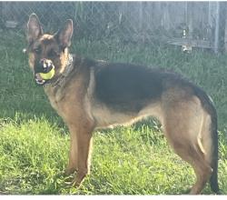 Lost Female Dog last seen 49tha Ave W , Bradenton, FL 34207