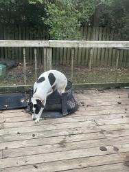 Lost Female Dog last seen Wimbledom/Connolly Ct, Little Rock, AR 72210